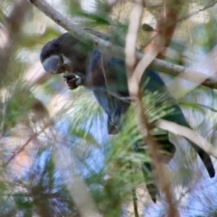 Calyptorhynchus lathami lathami (Glossy Black-Cockatoo) at Broulee Moruya Nature Observation Area - 2 Feb 2023 by LisaH