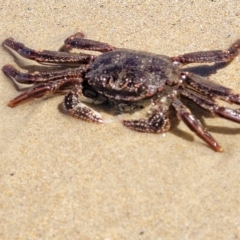 Plagusia chabrus at Narrawallee, NSW - 4 Feb 2023 by trevorpreston