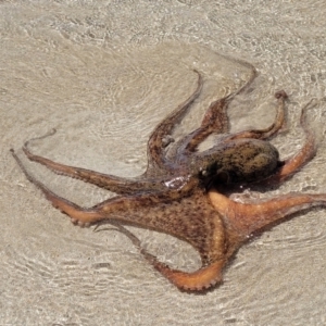 Octopus tetricus (TBC) at suppressed by trevorpreston