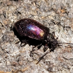Ecnolagria tomentosa (Darkling beetle) at Narrawallee, NSW - 4 Feb 2023 by trevorpreston