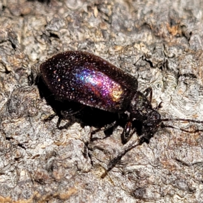 Ecnolagria tomentosa (Darkling beetle) at Narrawallee, NSW - 4 Feb 2023 by trevorpreston