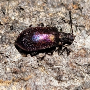 Ecnolagria tomentosa at Narrawallee, NSW - 4 Feb 2023