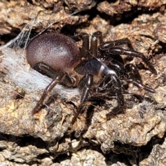 Atrax sp. (genus) (Funnel-web spider) at Narrawallee Foreshore Reserves Walking Track - 4 Feb 2023 by trevorpreston