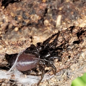 Atrax sp. (genus) at Narrawallee, NSW - 4 Feb 2023