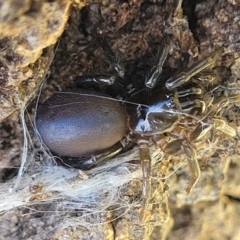 Atrax sp. (genus) at Narrawallee, NSW - 4 Feb 2023 03:01 PM