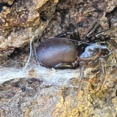 Atrax sp. (genus) at Narrawallee, NSW - 4 Feb 2023