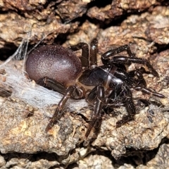 Atrax sp. (genus) at Narrawallee, NSW - 4 Feb 2023