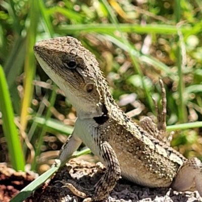 Amphibolurus muricatus (Jacky Lizard) at Narrawallee Bushcare - 4 Feb 2023 by trevorpreston