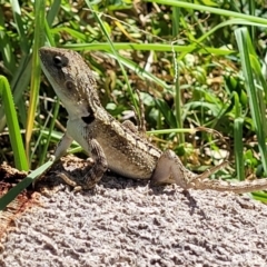 Amphibolurus muricatus at Narrawallee, NSW - 4 Feb 2023 02:59 PM