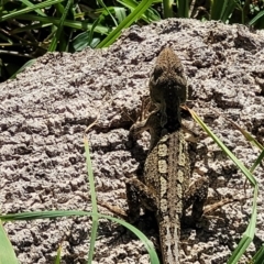 Amphibolurus muricatus at Narrawallee, NSW - 4 Feb 2023