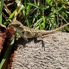 Amphibolurus muricatus at Narrawallee, NSW - 4 Feb 2023 02:59 PM