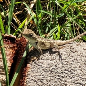 Amphibolurus muricatus at Narrawallee, NSW - 4 Feb 2023