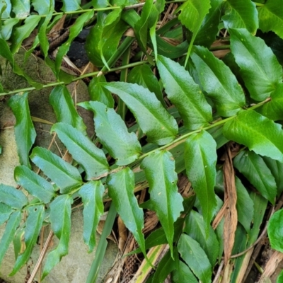 Cyrtomium falcatum (Holly Fern) at Narrawallee Bushcare - 4 Feb 2023 by trevorpreston