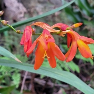 Crocosmia x crocosmiiflora at Narrawallee, NSW - 4 Feb 2023