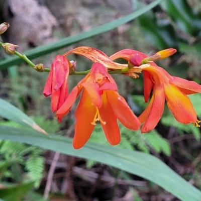 Crocosmia x crocosmiiflora (Montbretia) at Narrawallee Bushcare - 4 Feb 2023 by trevorpreston