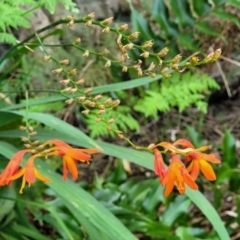 Crocosmia x crocosmiiflora at Narrawallee, NSW - 4 Feb 2023 02:56 PM