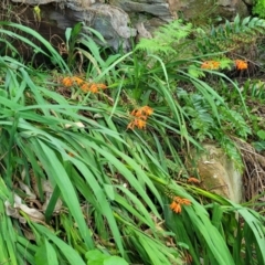 Crocosmia x crocosmiiflora at Narrawallee, NSW - 4 Feb 2023