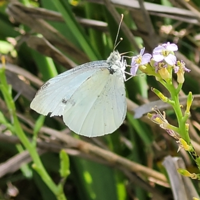 Pieris rapae (Cabbage White) at Narrawallee Foreshore Reserves Walking Track - 4 Feb 2023 by trevorpreston