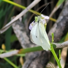 Pieris rapae at Narrawallee, NSW - 4 Feb 2023 02:55 PM