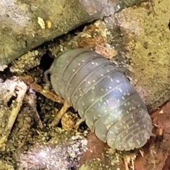 Unidentified Other Crustacean at Narrawallee, NSW - 4 Feb 2023 by trevorpreston