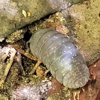 Isopoda (order) at Narrawallee Bushcare - 4 Feb 2023 by trevorpreston