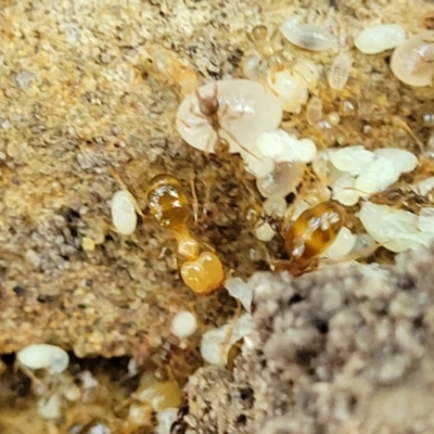 Unidentified Ant (Hymenoptera, Formicidae) at Narrawallee Bushcare - 4 Feb 2023 by trevorpreston