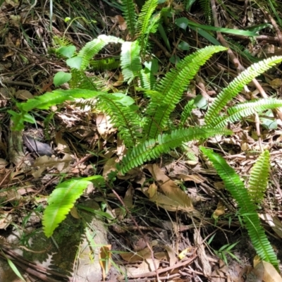 Nephrolepis cordifolia (Fishbone Fern) at Narrawallee Bushcare - 4 Feb 2023 by trevorpreston