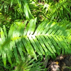 Blechnum cartilagineum (Gristle Fern) at Narrawallee Bushcare - 4 Feb 2023 by trevorpreston