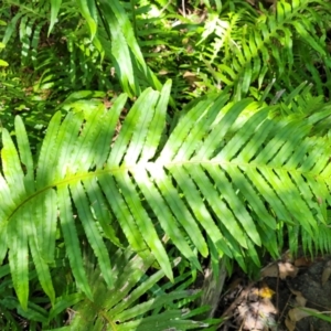 Blechnum cartilagineum at Narrawallee, NSW - 4 Feb 2023