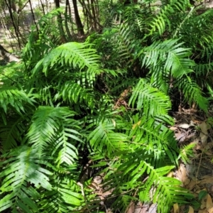 Blechnum cartilagineum at Narrawallee, NSW - 4 Feb 2023