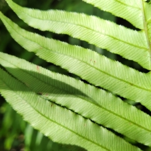 Blechnum cartilagineum at Narrawallee, NSW - 4 Feb 2023