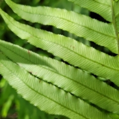 Blechnum cartilagineum at Narrawallee, NSW - 4 Feb 2023