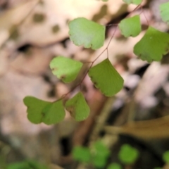 Adiantum aethiopicum (Common Maidenhair Fern) at Narrawallee Bushcare - 4 Feb 2023 by trevorpreston