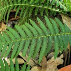 Blechnum neohollandicum (Prickly Rasp Fern) at Narrawallee Bushcare - 4 Feb 2023 by trevorpreston