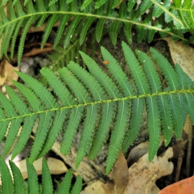 Blechnum neohollandicum (Prickly Rasp Fern) at Narrawallee, NSW - 4 Feb 2023 by trevorpreston