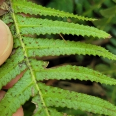 Blechnum neohollandicum at Narrawallee, NSW - 4 Feb 2023