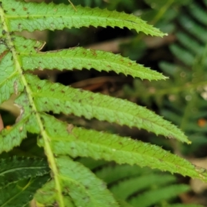 Blechnum neohollandicum at Narrawallee, NSW - 4 Feb 2023 01:41 PM