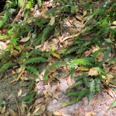 Blechnum neohollandicum at Narrawallee, NSW - 4 Feb 2023 01:41 PM