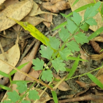 Pandorea pandorana (Wonga Wonga Vine) at Narrawallee Bushcare - 4 Feb 2023 by trevorpreston