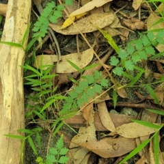 Pandorea pandorana at Narrawallee, NSW - 4 Feb 2023 01:40 PM