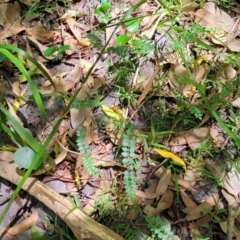 Pandorea pandorana at Narrawallee, NSW - 4 Feb 2023 01:40 PM