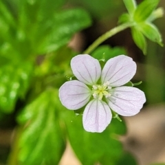 Geranium homeanum (Rainforest Crane's-bill) at Narrawallee Foreshore Reserves Walking Track - 4 Feb 2023 by trevorpreston