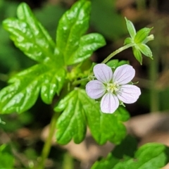 Geranium homeanum at Narrawallee, NSW - 4 Feb 2023