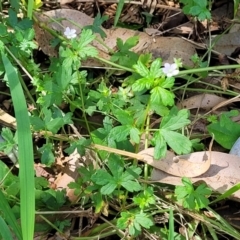 Geranium homeanum at Narrawallee, NSW - 4 Feb 2023