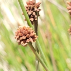 Ficinia nodosa (Knobby Club-rush) at Narrawallee, NSW - 4 Feb 2023 by trevorpreston