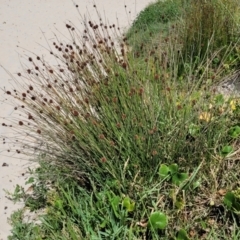 Ficinia nodosa at Narrawallee, NSW - 4 Feb 2023