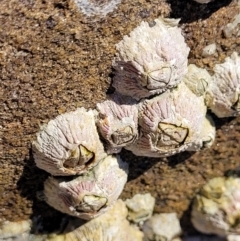 Unidentified Barnacle at Narrawallee, NSW - 4 Feb 2023 by trevorpreston