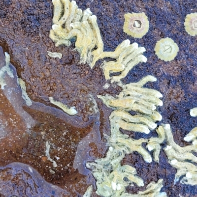 Unidentified Polychaete Worm at Narrawallee, NSW - 4 Feb 2023 by trevorpreston