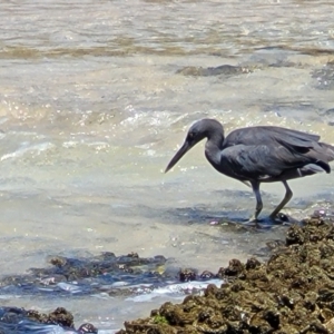 Egretta sacra at Narrawallee, NSW - 4 Feb 2023