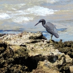 Egretta sacra at Narrawallee, NSW - 4 Feb 2023